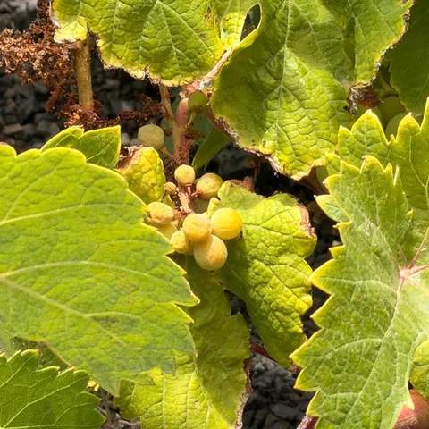 A vine growing in a lava hollow in the La Geria wine region