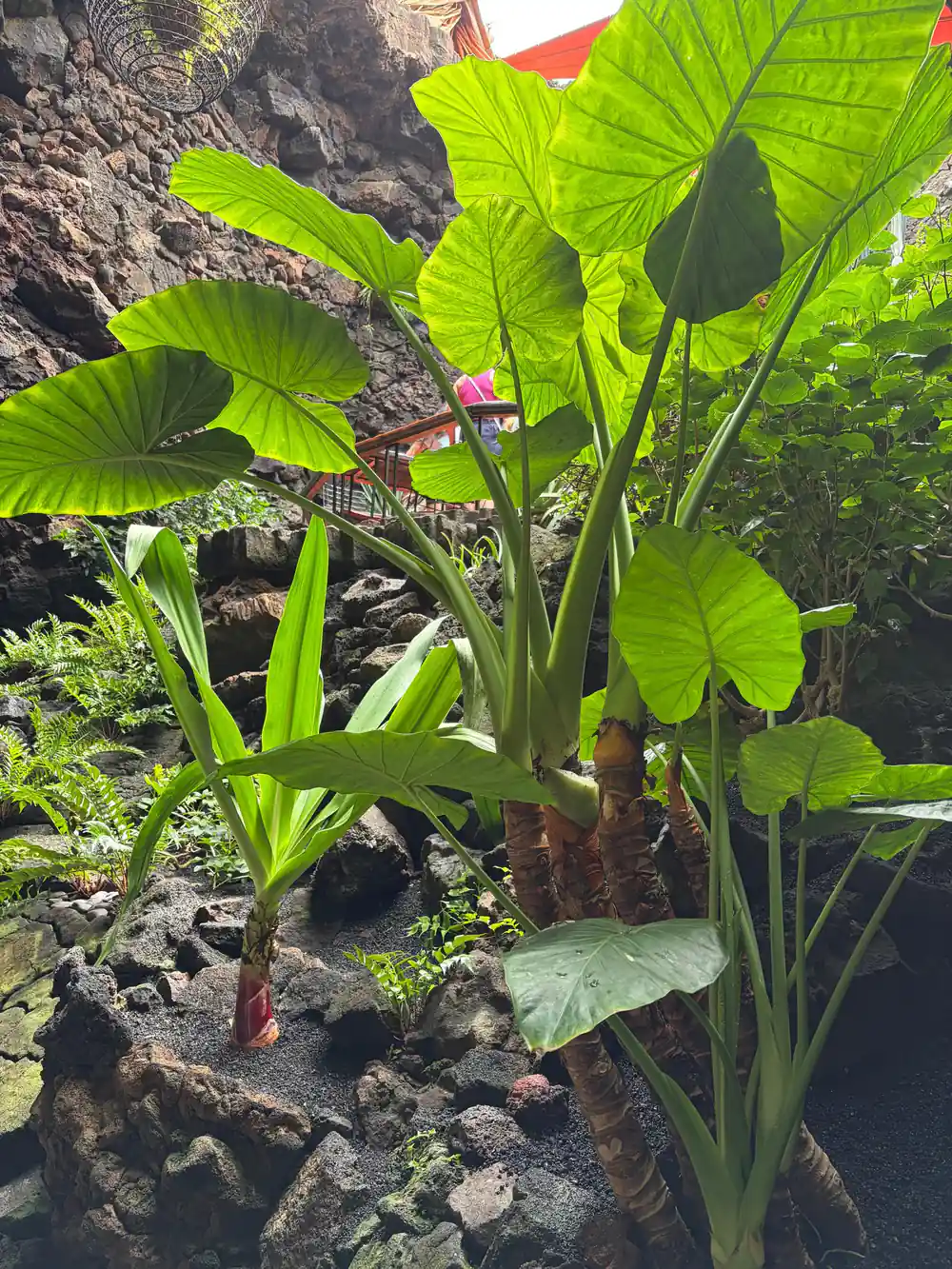 Large bright green tropical plant leaves growing from dark volcanic rock